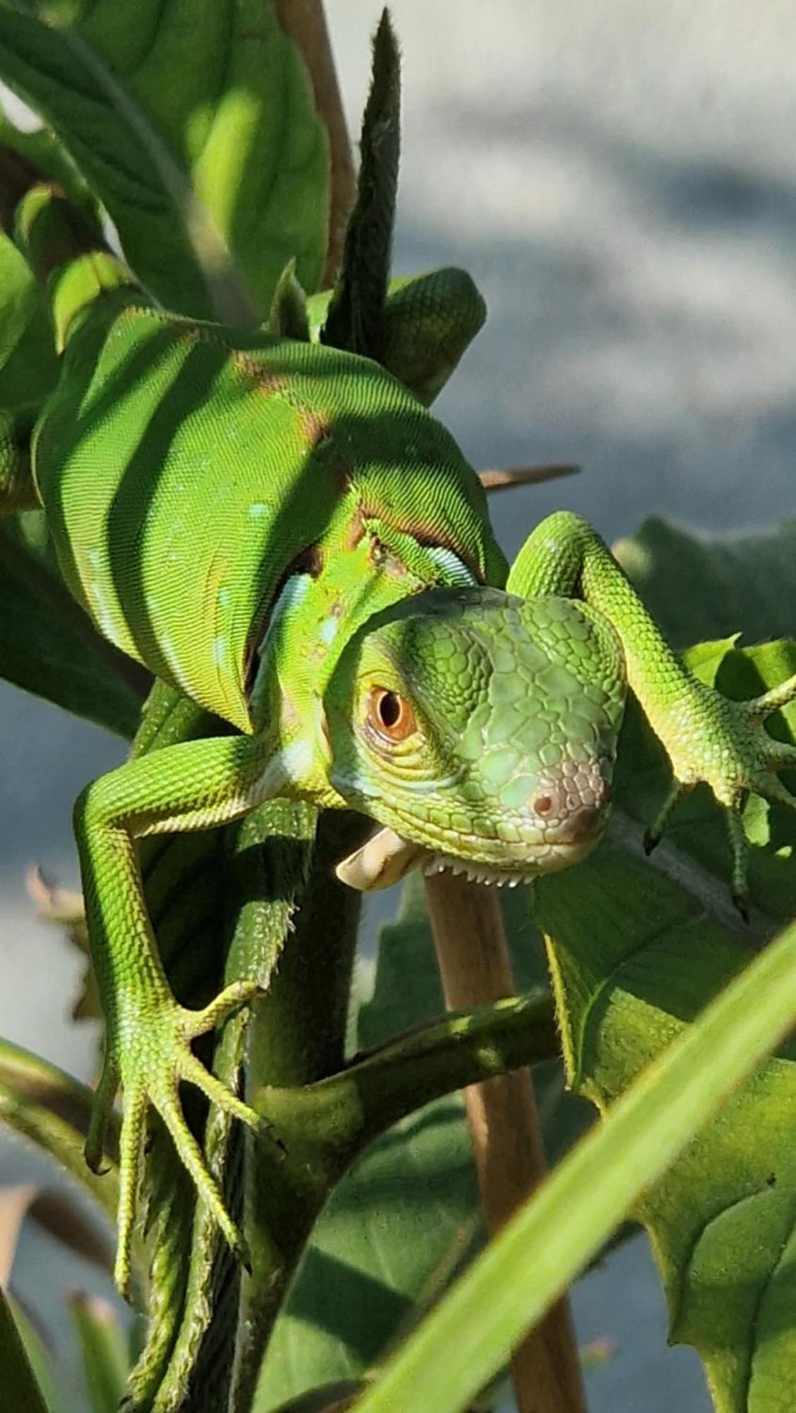 Villasjungle 2 Sámara المظهر الخارجي الصورة